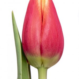 Beautiful red tulip Buster