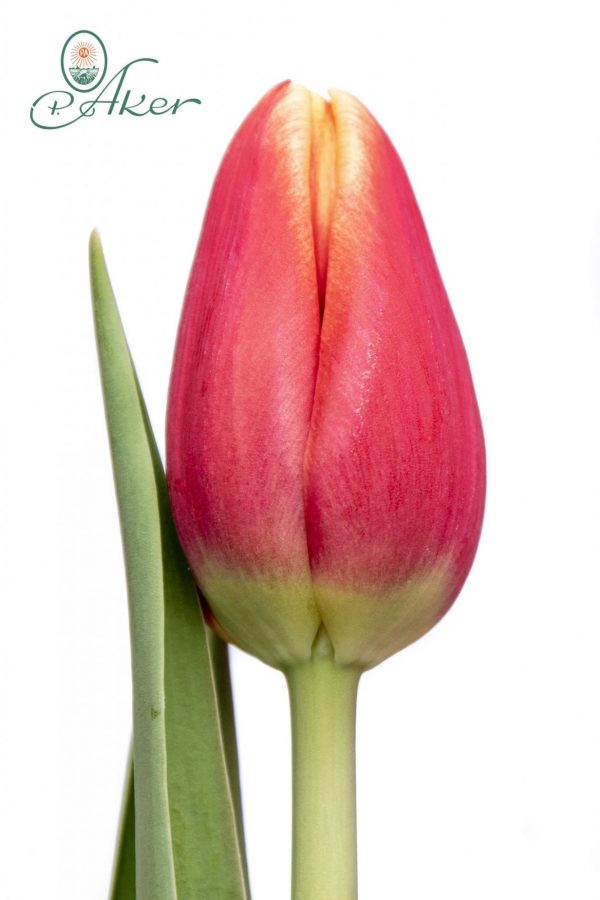 Beautiful red tulip Buster