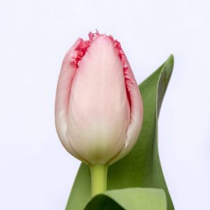 Beautiful pink tulp Cacharel