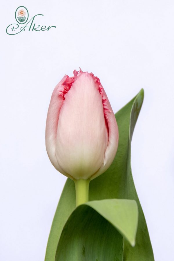 Beautiful pink tulp Cacharel