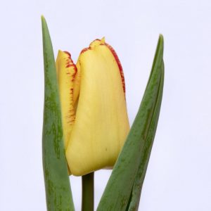 Beautiful yellow/red tulip Cape Town