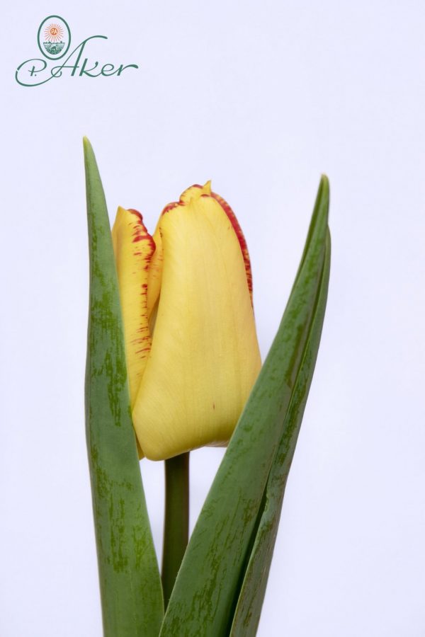 Beautiful yellow/red tulip Cape Town