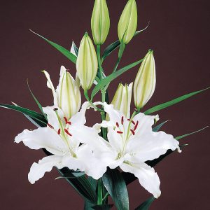 Beautiful white lily 'Carillon'