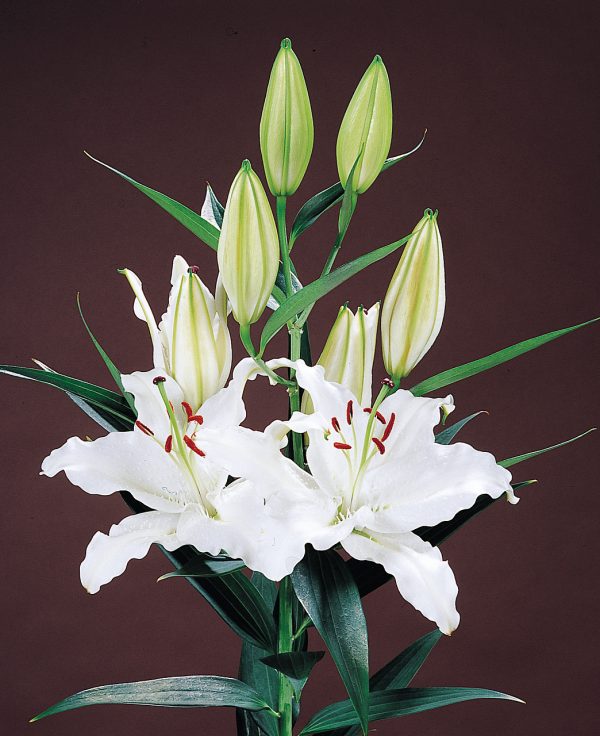 Beautiful white lily 'Carillon'