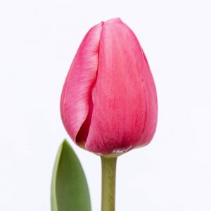 Beautiful pink tulip Carola