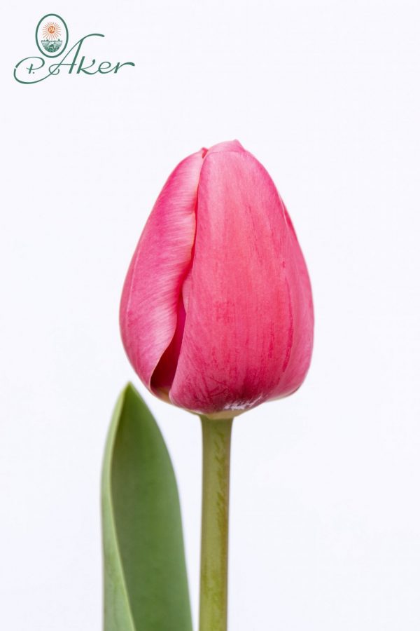 Beautiful pink tulip Carola