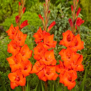 Beautiful red gladiolus 'Cartago'