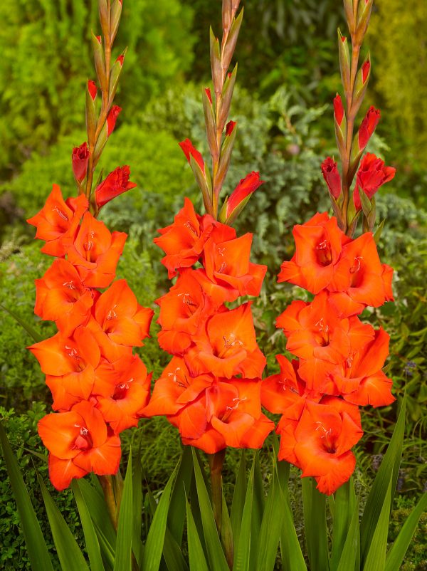 Beautiful red gladiolus 'Cartago'