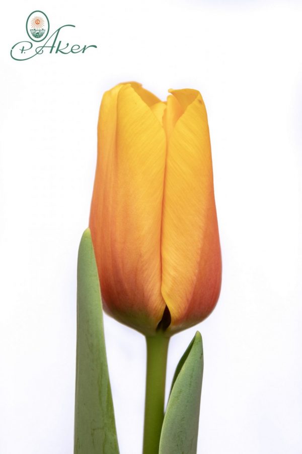 Beautiful yellow tulip Cash
