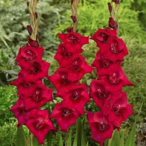 Beautiful dark red gladiolus 'Cayenne'