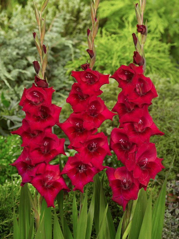 Beautiful dark red gladiolus 'Cayenne'