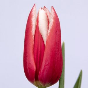 Beautiful red tulip Chacha