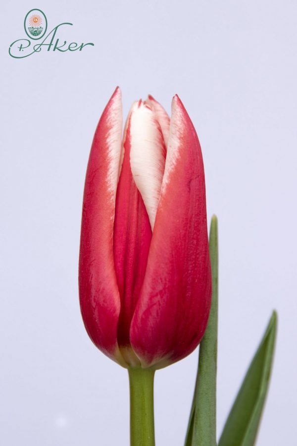 Beautiful red tulip Chacha