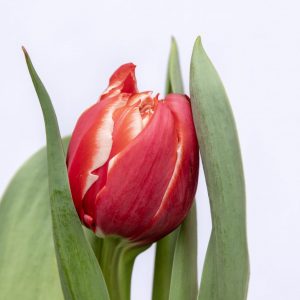 Beautiful red tulip Championship