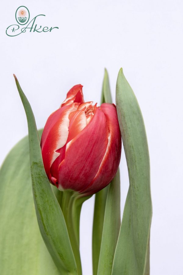 Beautiful red tulip Championship
