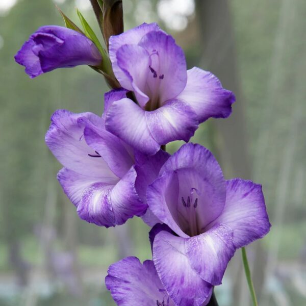 Purple gladiolus