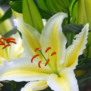 Beautiful yellow/white lily 'Chill Out'