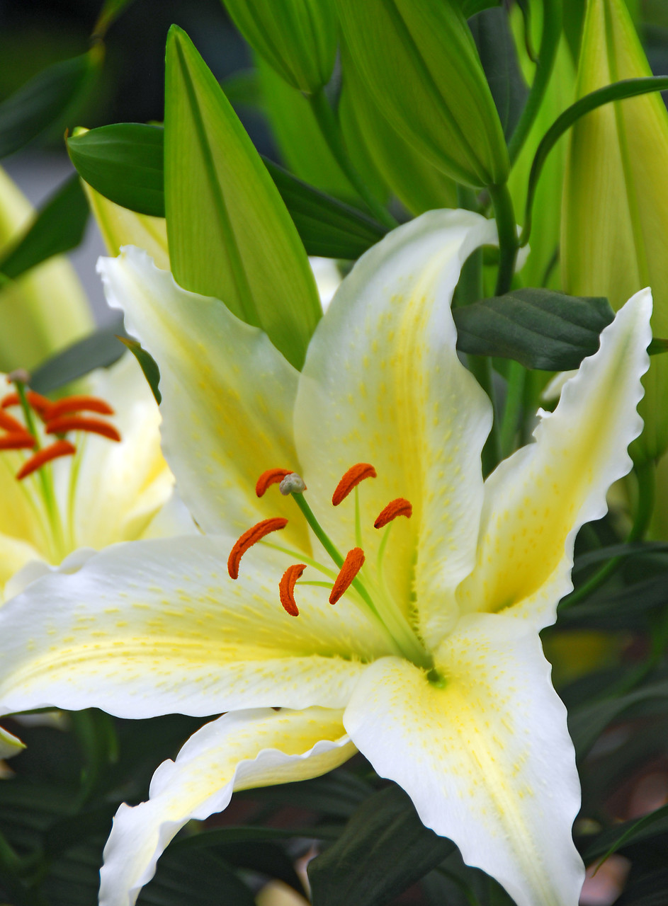 Beautiful white and yellow lily wich you van find in our greenhouse
