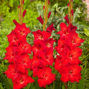 Bright red gladiolus 'Chinon'