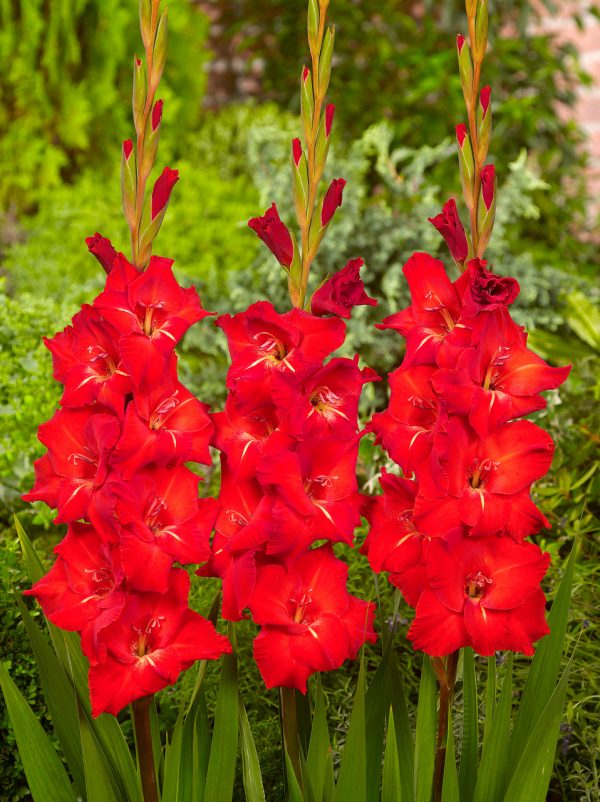 Bright red gladiolus 'Chinon'