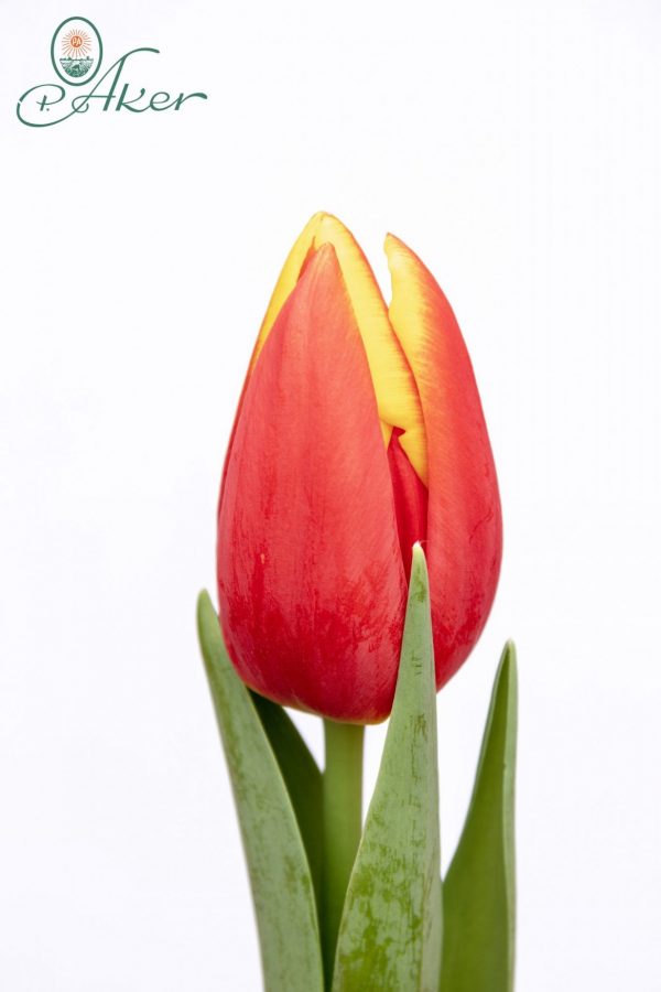 Beautiful red-yellow tulip