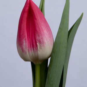Beautiful Red/pink single tulip