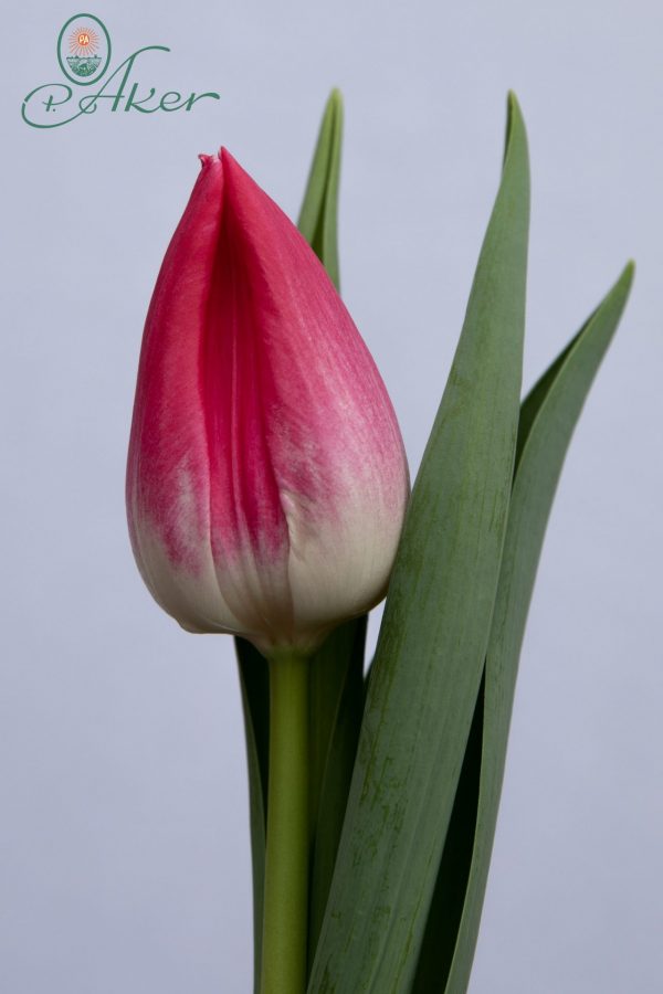 Beautiful Red/pink single tulip