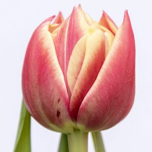 Beautiful red-yellow tulip