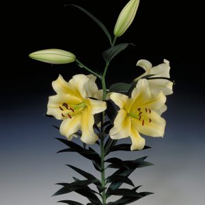 Beautiful yellow lily 'Conca D'or'