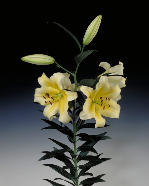 Beautiful yellow lily 'Conca D'or'