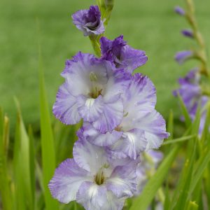 Stunning purple gladiolus 'Costa'