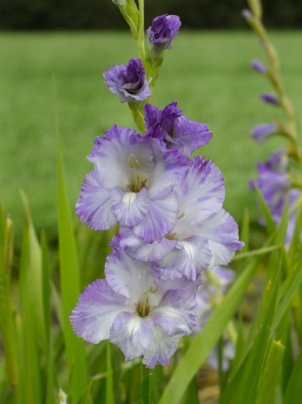 Stunning purple gladiolus 'Costa'