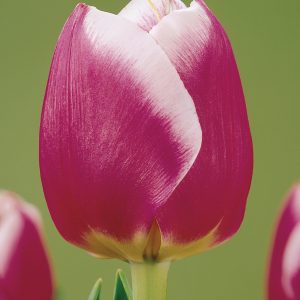 Beautiful purple/white tulip