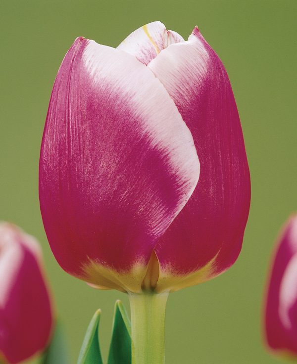Beautiful purple/white tulip