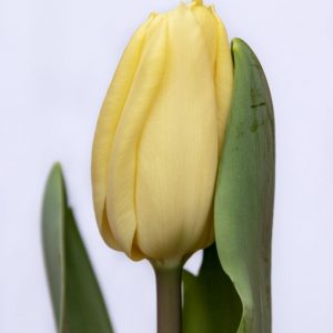 Beautiful fresh cream-colored tulip