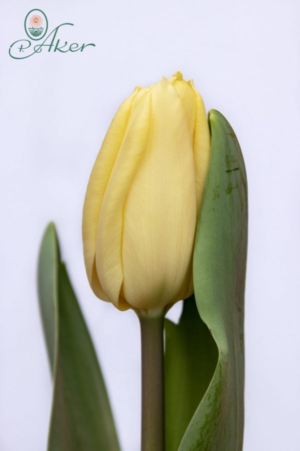 Beautiful fresh cream-colored tulip