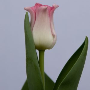 Special pink crown liked tulip Crown of Dynasty