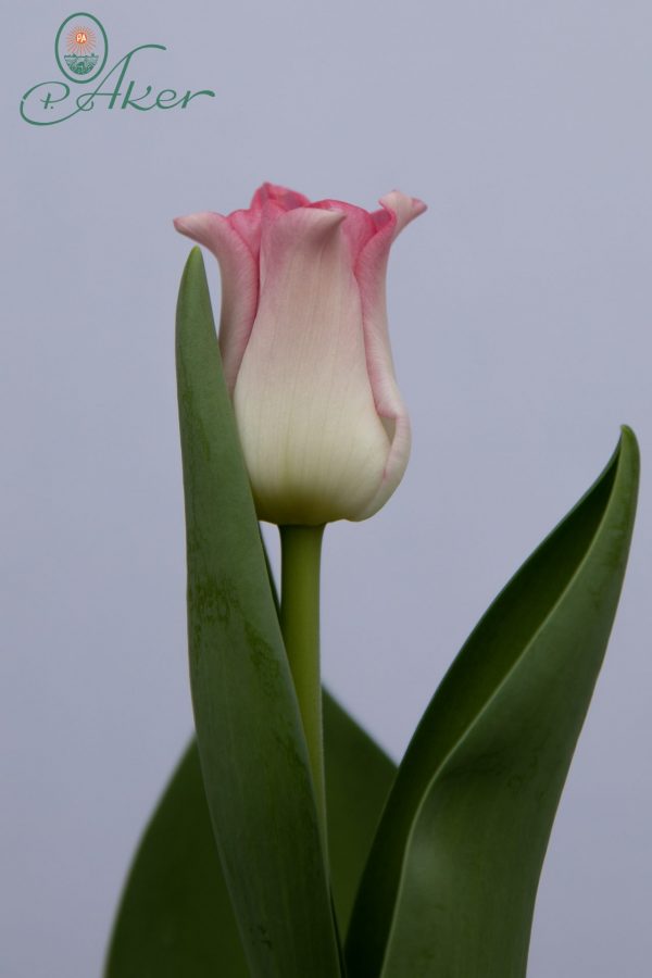 Special pink crown liked tulip Crown of Dynasty