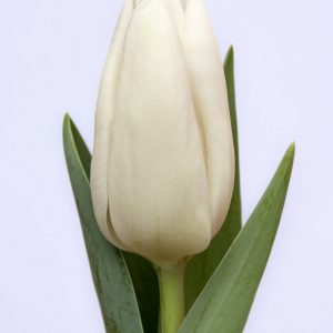 Beautiful white tulip Darwisnow