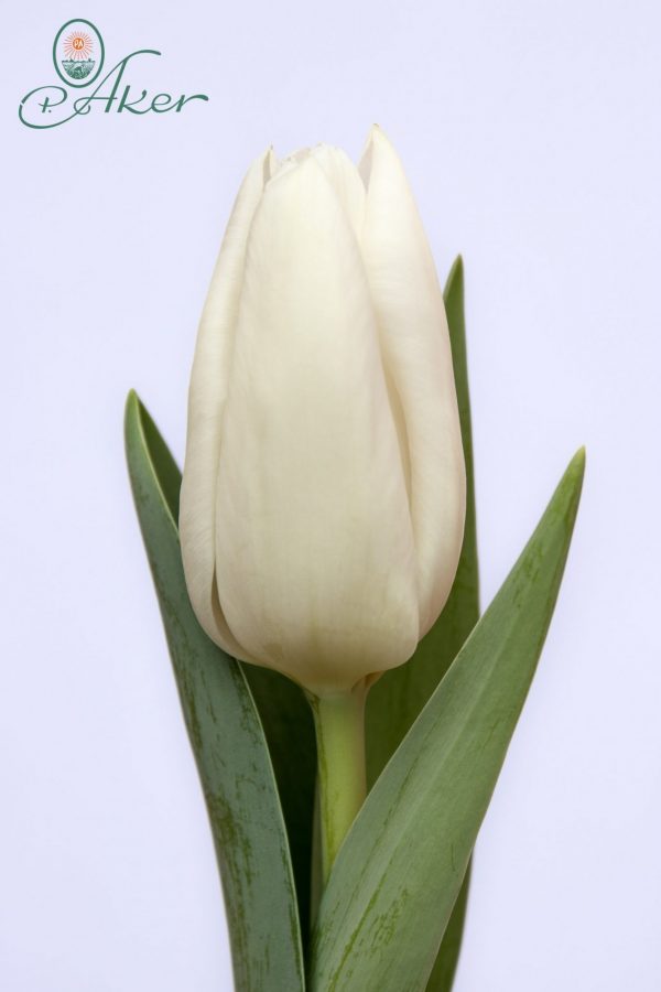 Beautiful white tulip Darwisnow