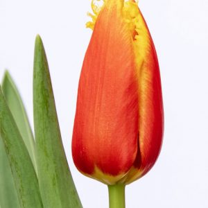 Beautiful red-yellow tulip Davenport