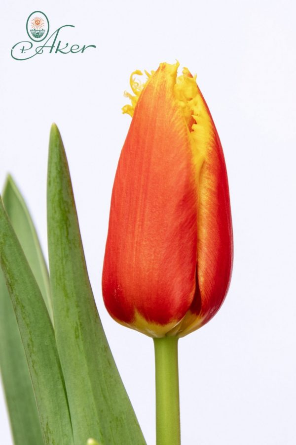 Beautiful red-yellow tulip Davenport