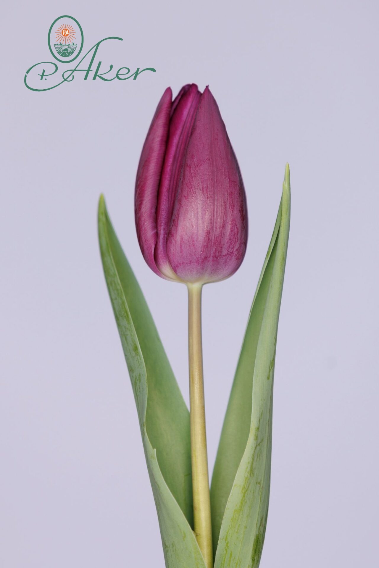 Single purple tulip Deep Purple Rock