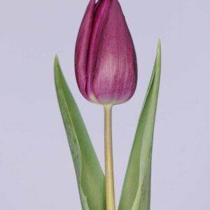 Single dark purple tulip with green leaves