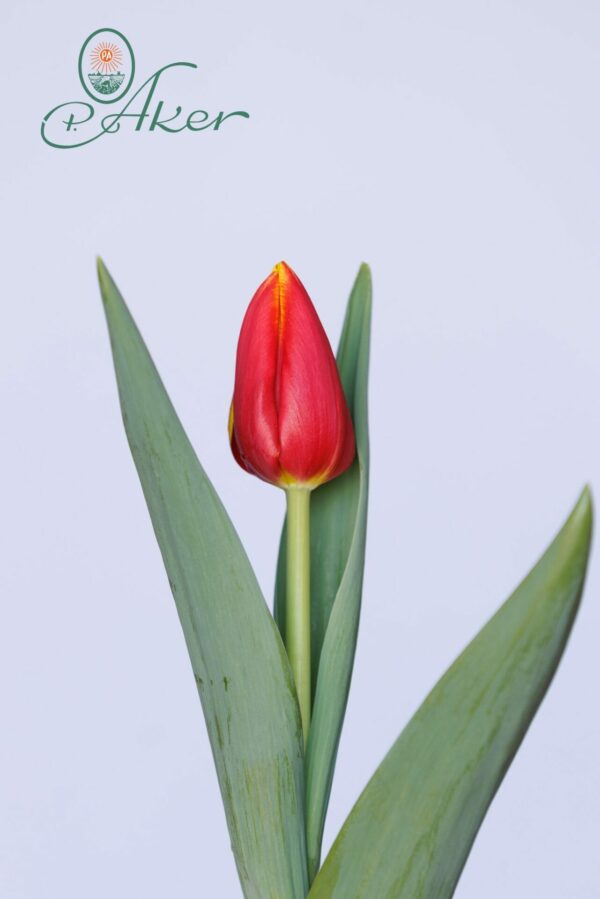 Single red/yellow tulip Denmark