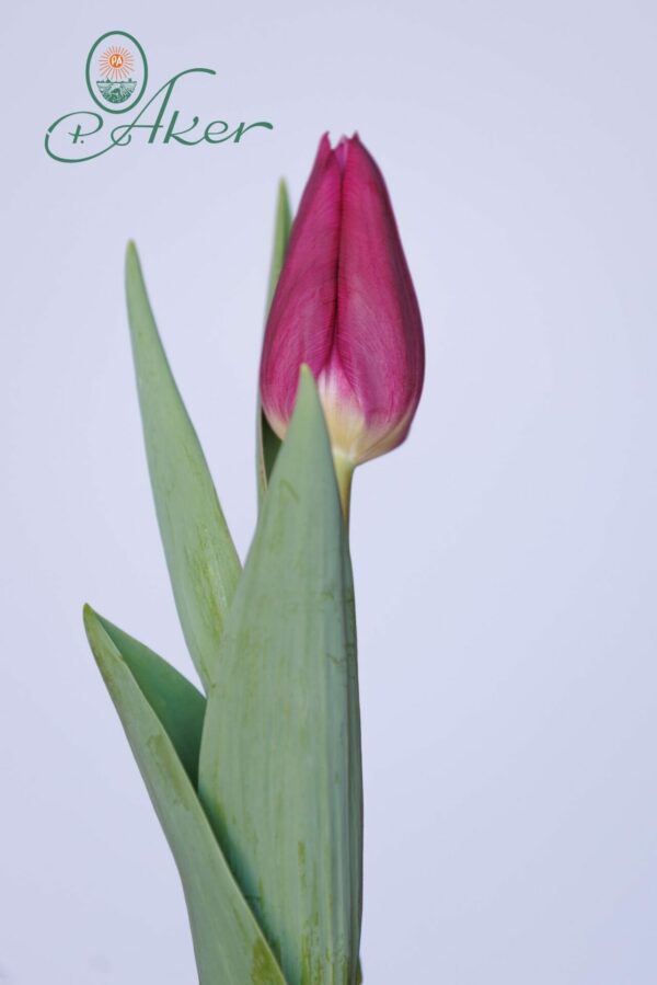 Single purple tulip Destination