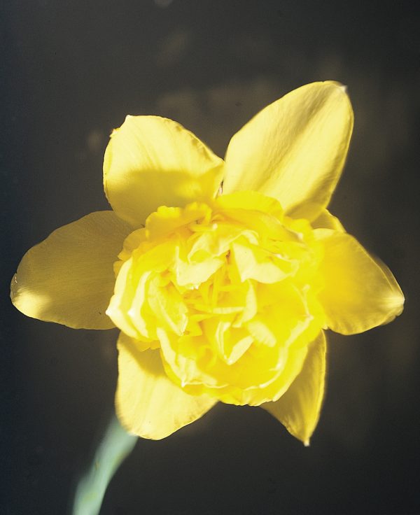 Beautiful yellow daffodil 'Dick Wilden'