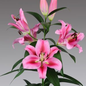 Single stam pink lily