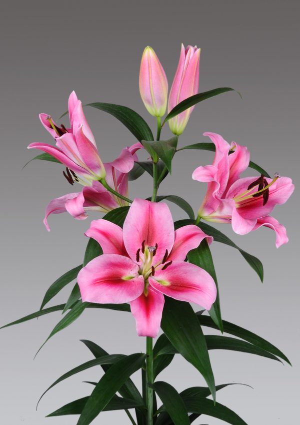 Single stam pink lily
