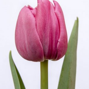 Beautiful pink tulip Double You